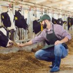 Cow & Rescued Animal Sponsorship