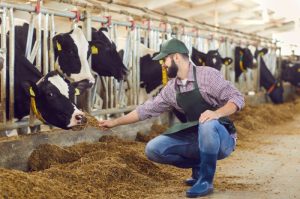 Cow & Rescued Animal Sponsorship
