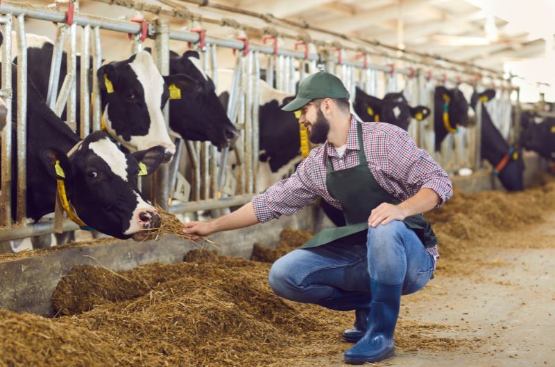 Cow & Rescued Animal Sponsorship